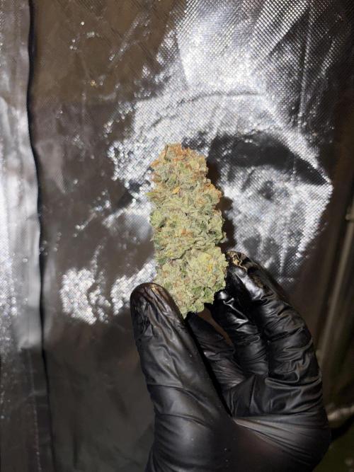 Super Lemon Haze. Week 16