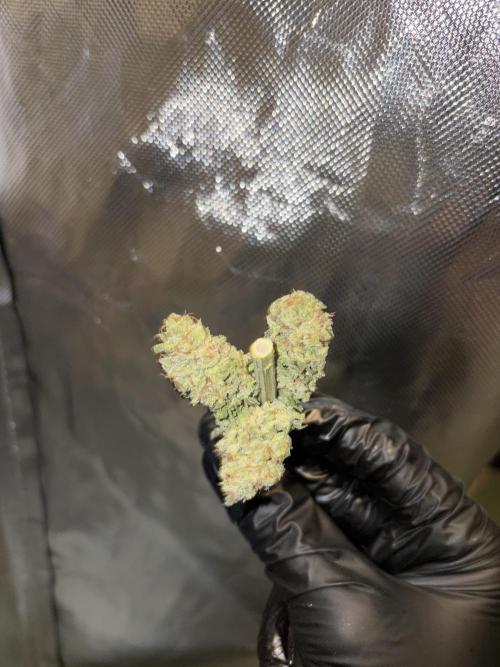 Super Lemon Haze. Week 16
