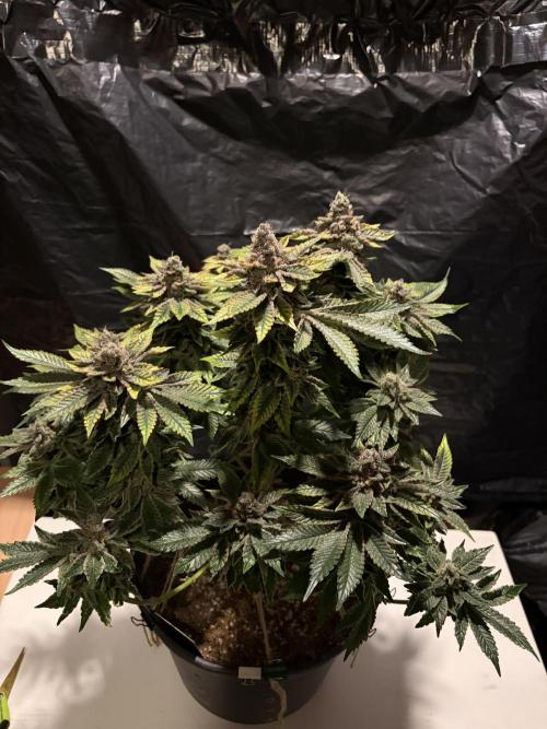 Super Silver Haze. Week 16