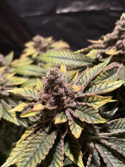 Super Silver Haze. Week 16