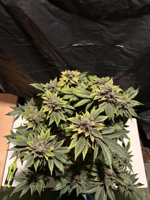 Super Silver Haze. Week 16