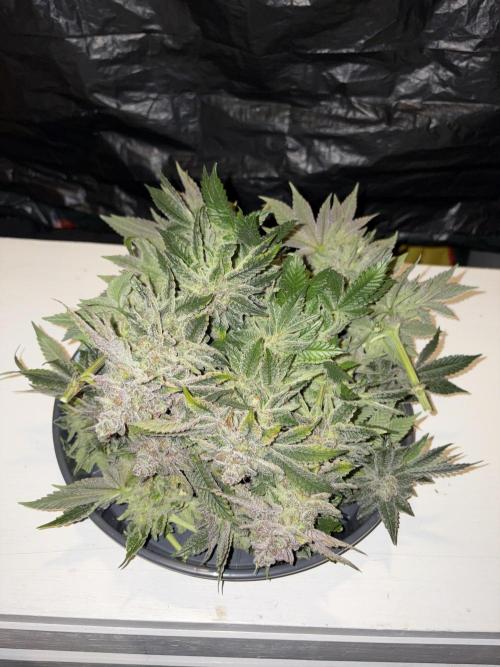 Super Silver Haze. Week 16
