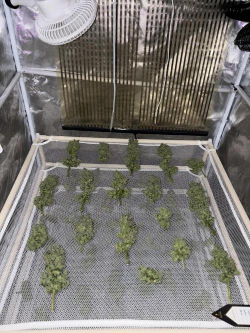 Super Silver Haze. Week 16
