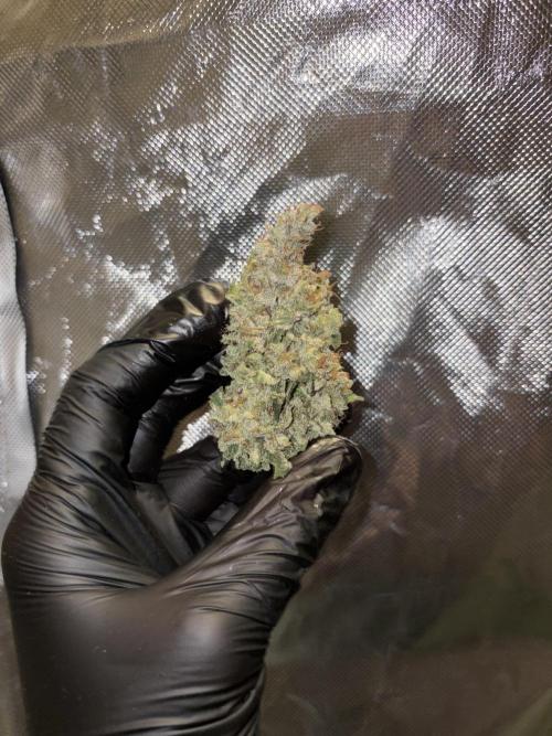 Super Silver Haze. Week 16