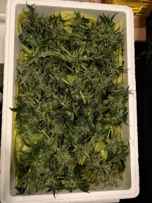 Zesty Bliss. Week 16