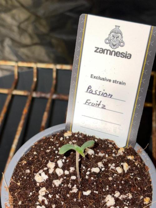 Passion Fruitz. Week 0