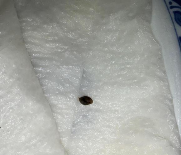 Cherry Poppers. Week 0