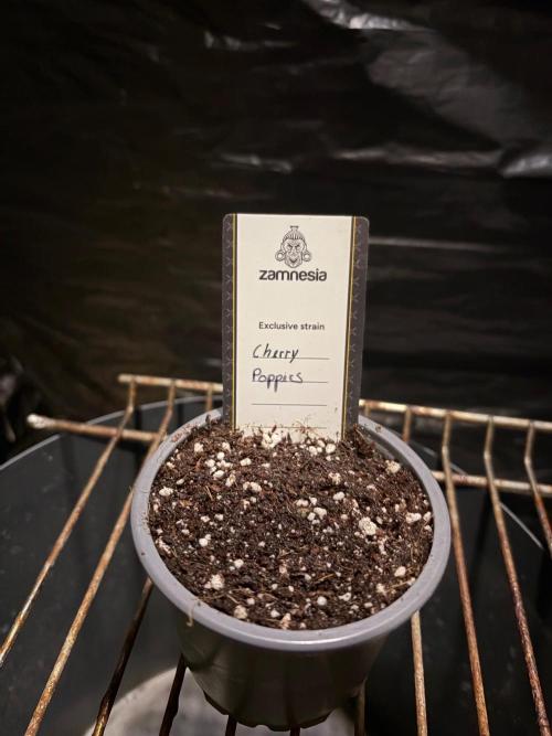 Cherry Poppers. Week 0