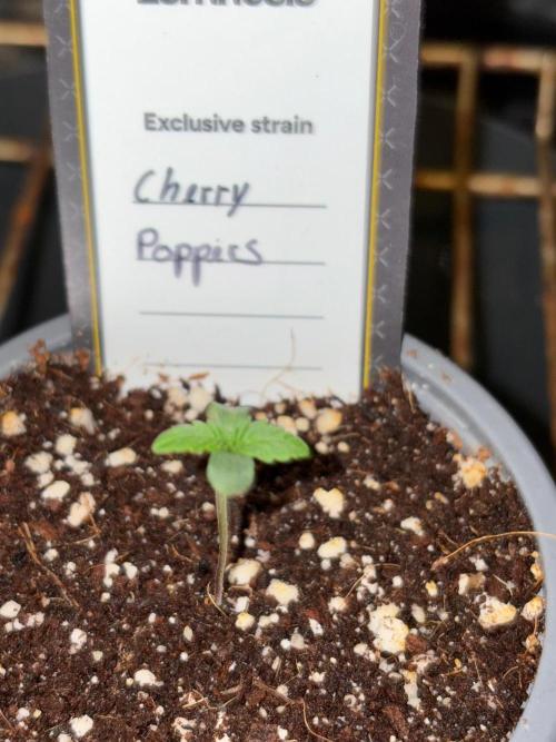 Cherry Poppers. Week 0