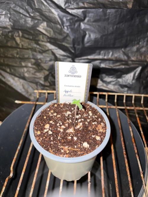 Apple Fritter. Week 0