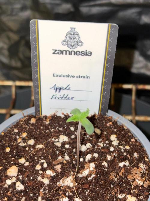 Apple Fritter. Week 0