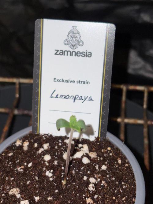 Lemonpaya. Week 0