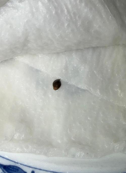 Rainbow Melon. Week 0