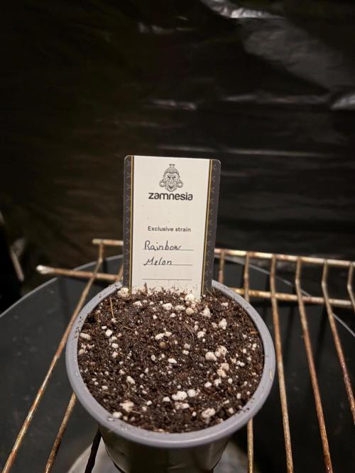 Rainbow Melon. Week 0