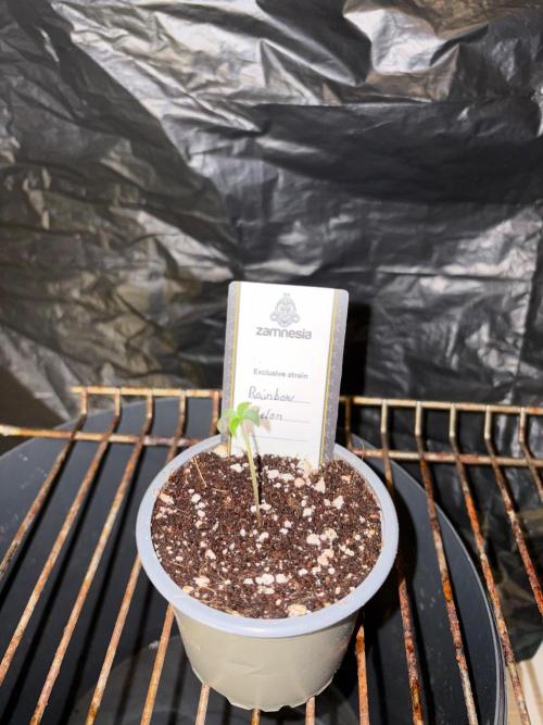 Rainbow Melon. Week 0