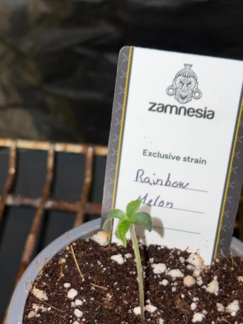 Rainbow Melon. Week 0
