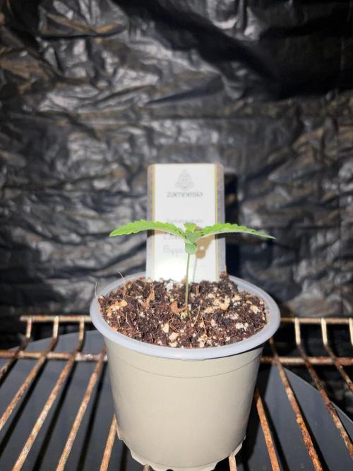 Cherry Poppers. Week 1