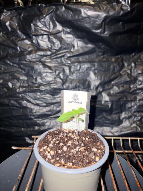 Apple Fritter. Week 1