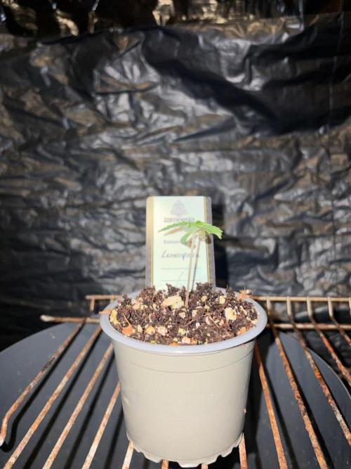 Lemonpaya. Week 1
