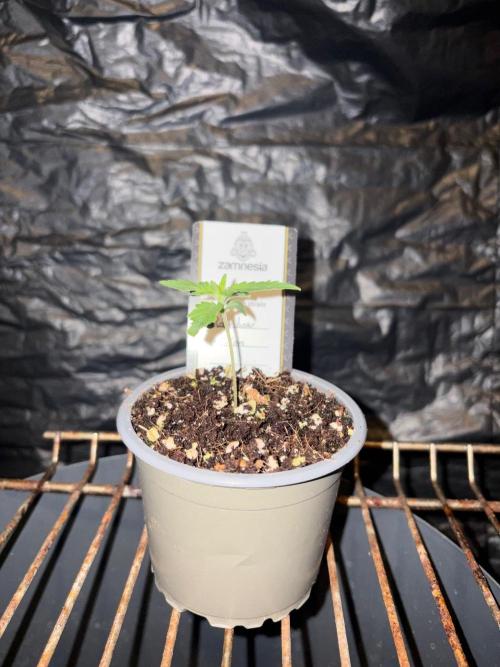 Rainbow Melon. Week 1