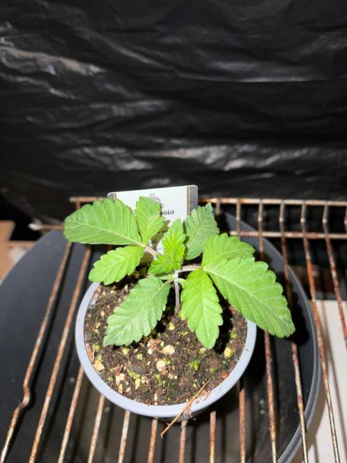 Apple Fritter. Week 2