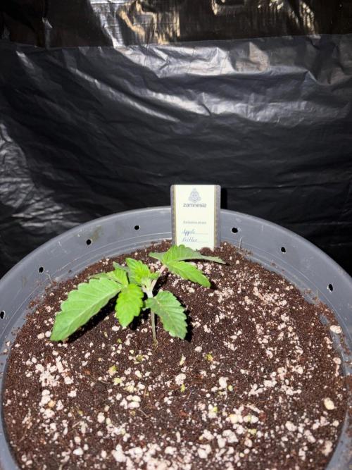Apple Fritter. Week 2