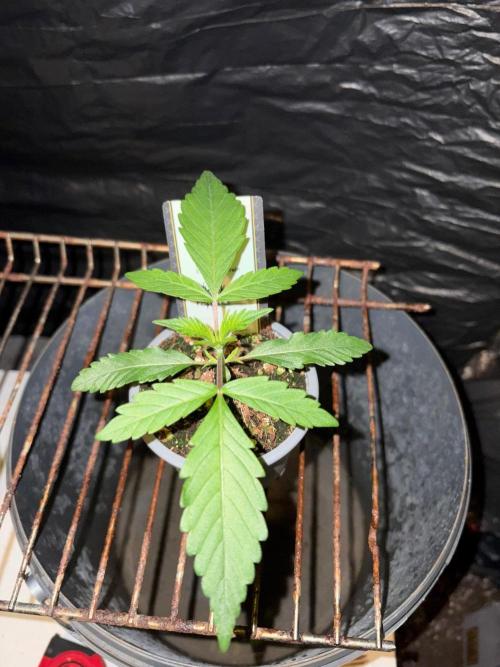 Cherry Poppers. Week 2