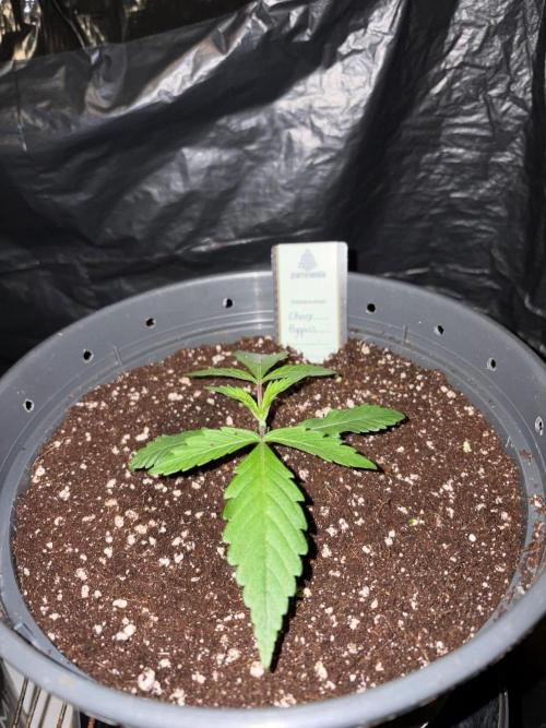 Cherry Poppers. Week 2