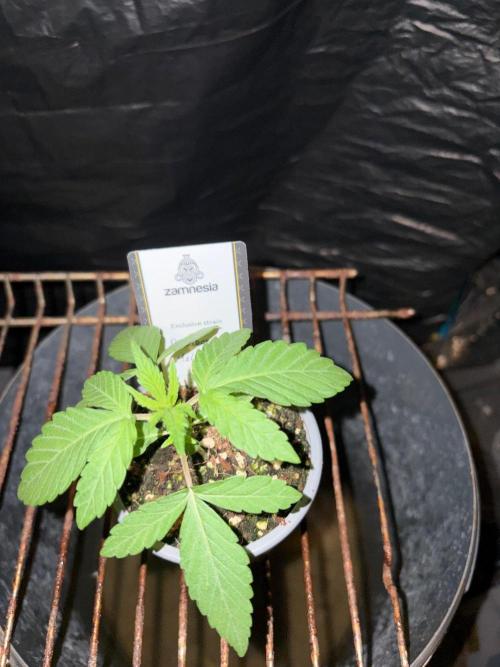 Rainbow Melon. Week 2