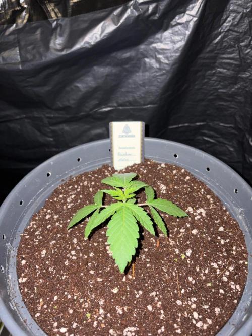 Rainbow Melon. Week 2