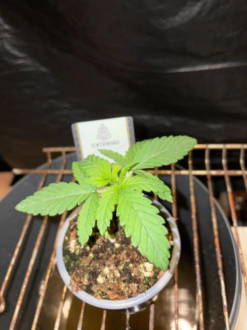 Lemonpaya. Week 2