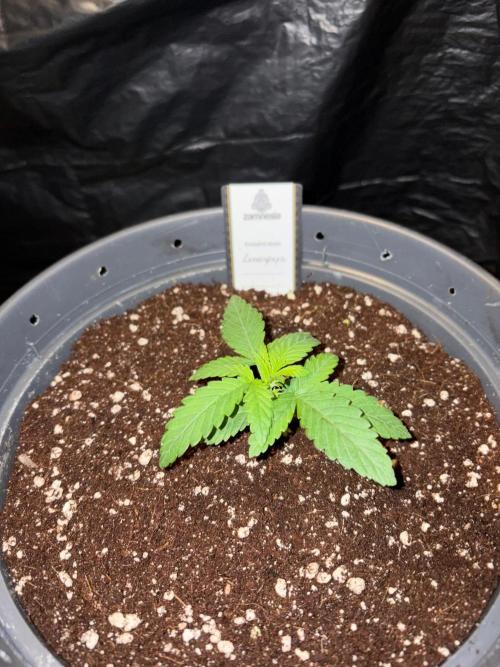 Lemonpaya. Week 2