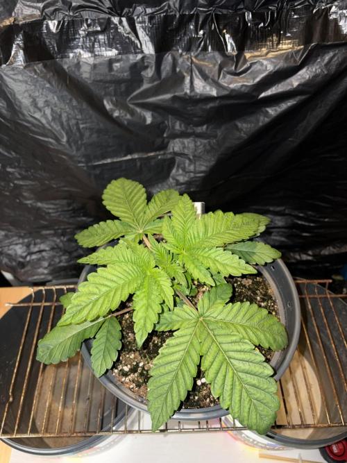 Apple Fritter. Week 3