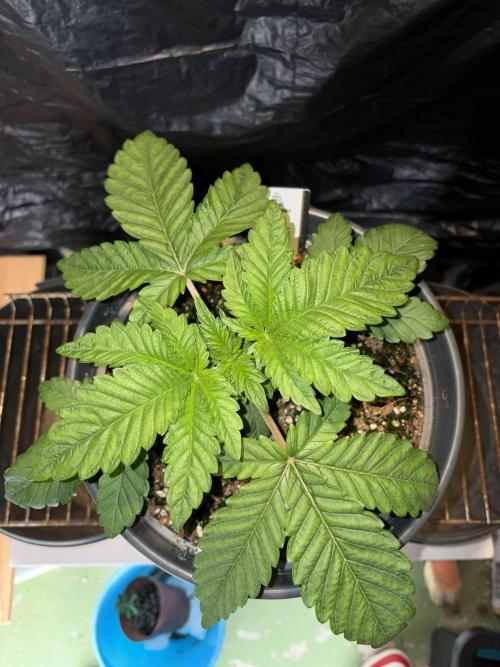 Apple Fritter. Week 3
