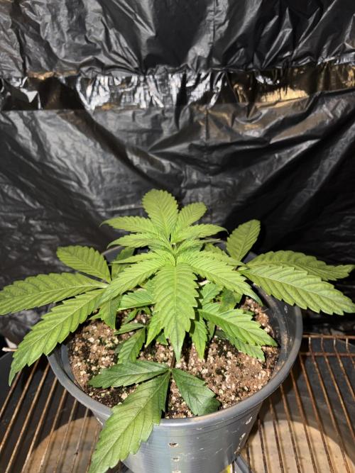 Cherry Poppers. Week 3