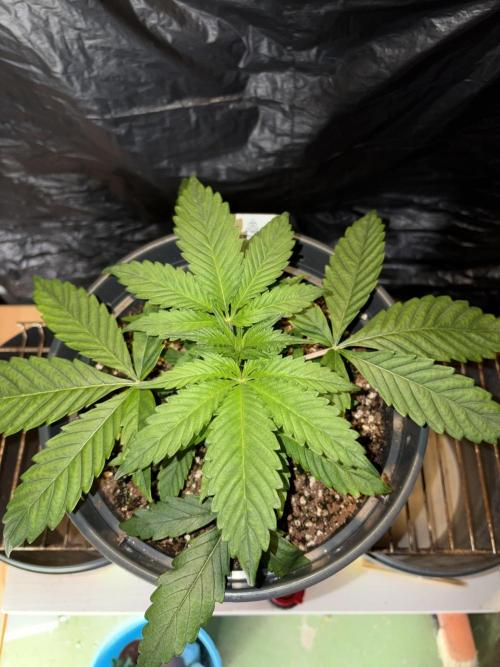 Cherry Poppers. Week 3