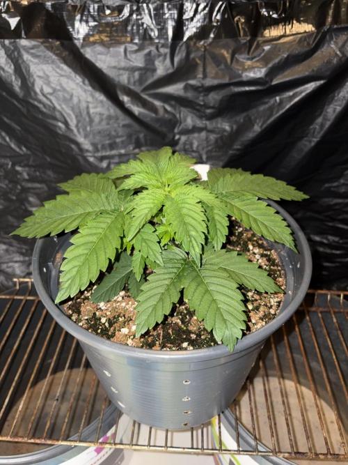 Passion Fruitz. Week 3