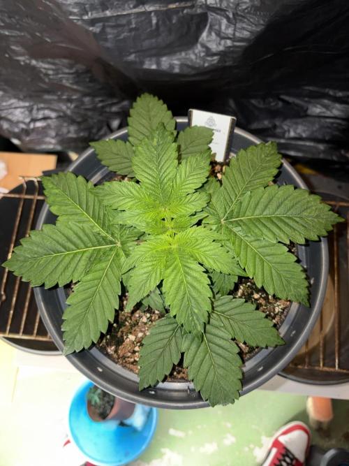 Passion Fruitz. Week 3