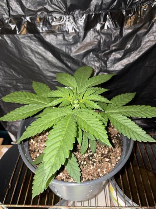 Rainbow Melon. Week 3