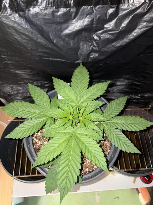 Rainbow Melon. Week 3
