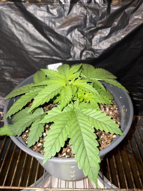 Lemonpaya. Week 3