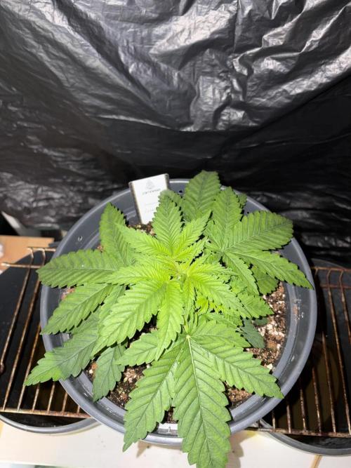 Lemonpaya. Week 3