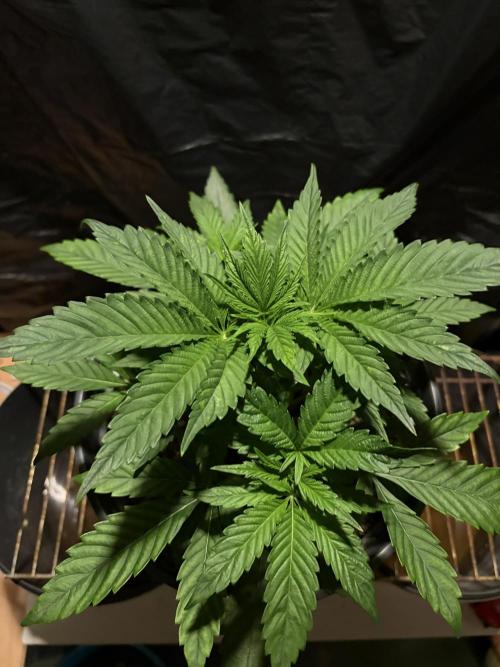 Cherry Poppers. Week 4