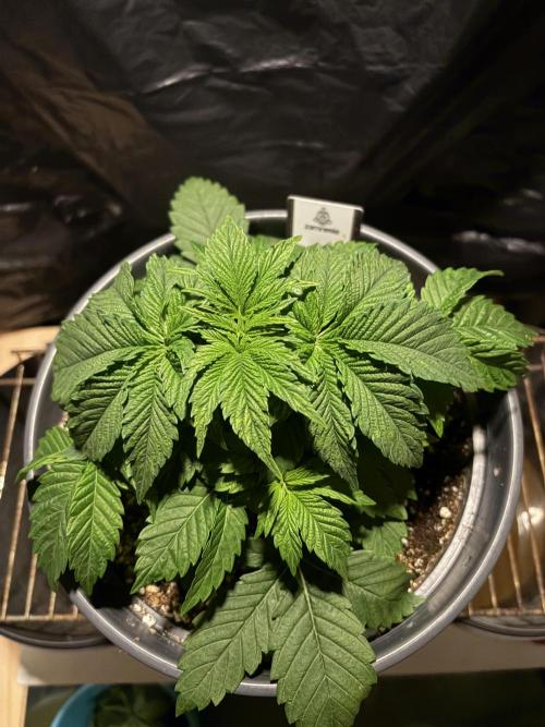 Passion Fruitz. Week 4
