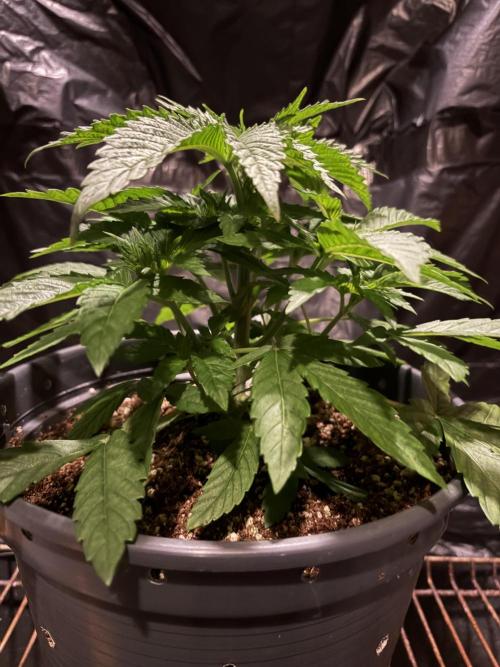 Rainbow Melon. Week 4