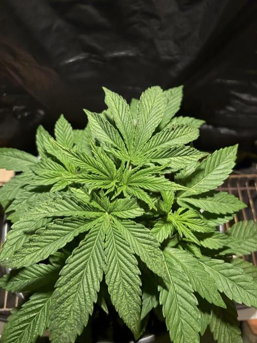 Rainbow Melon. Week 4