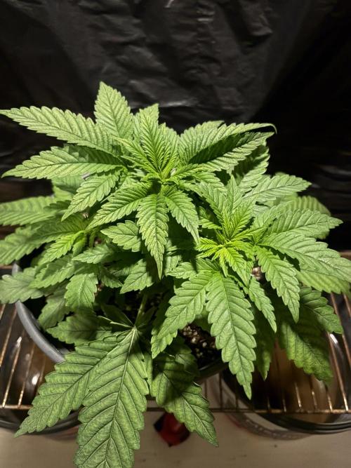 Lemonpaya. Week 4
