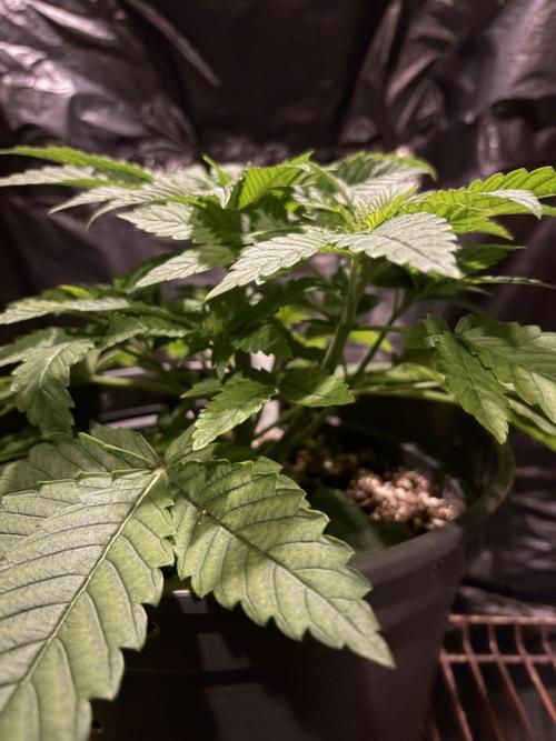 Lemonpaya. Week 4