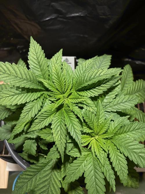 Lemonpaya. Week 4