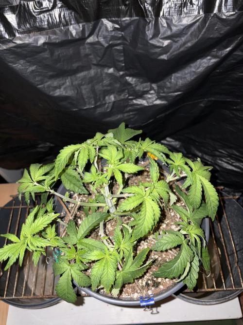 Apple Fritter. Week 5